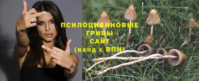 ОМГ ОМГ ССЫЛКА  закладка  Кимры  Псилоцибиновые грибы MAGIC MUSHROOMS 